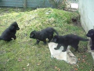 22 février 2012 : Hurus ne marche toujours pas sur l'herbe