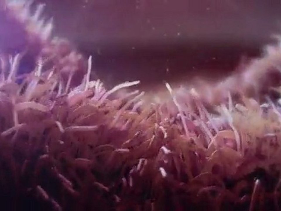 Born HIV Free : A l'intérieur - Ne laissez pas le Sida détruire leur avenir