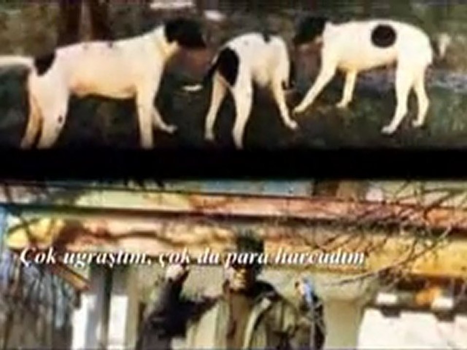 YABAN TV Video - YABAN MAMA Çıktı videosu