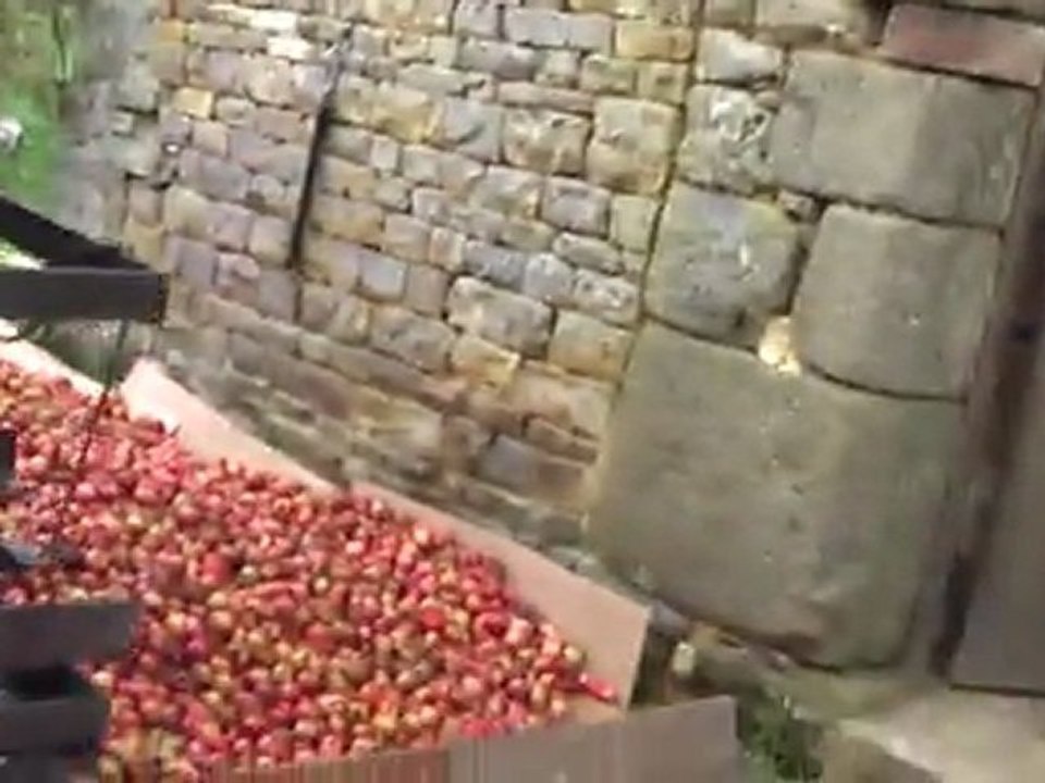 Pressage des pommes à cidre : 1