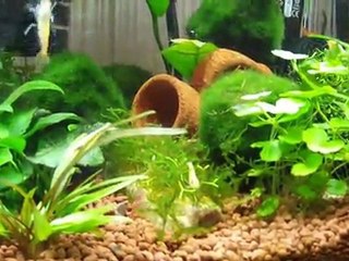 mes petites crevettes