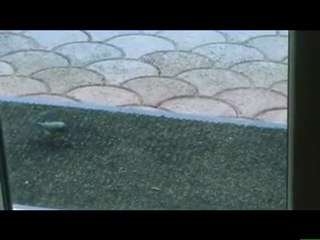 Ma ptite mésange qui picore....