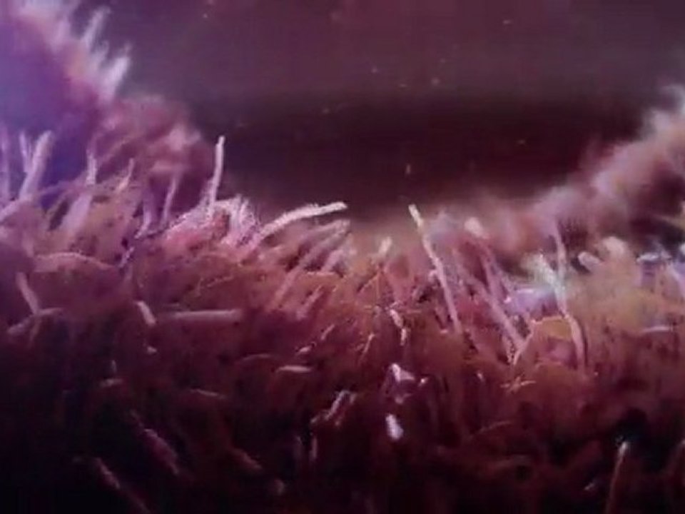 Born HIV Free : Inside