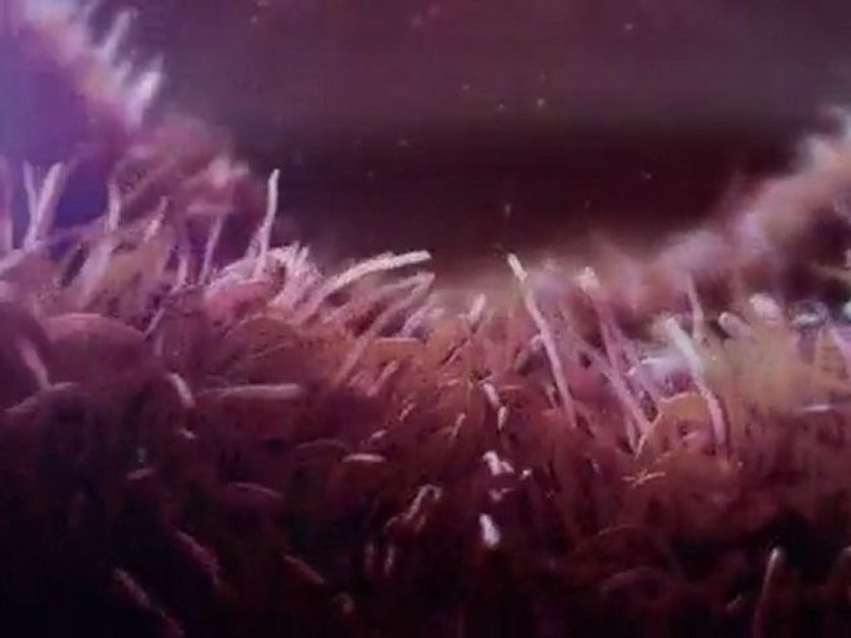 Born HIV Free : Inside