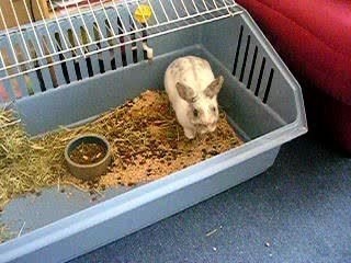 Guizmo mon lapin à couches