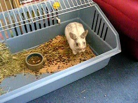 Guizmo mon lapin à couches