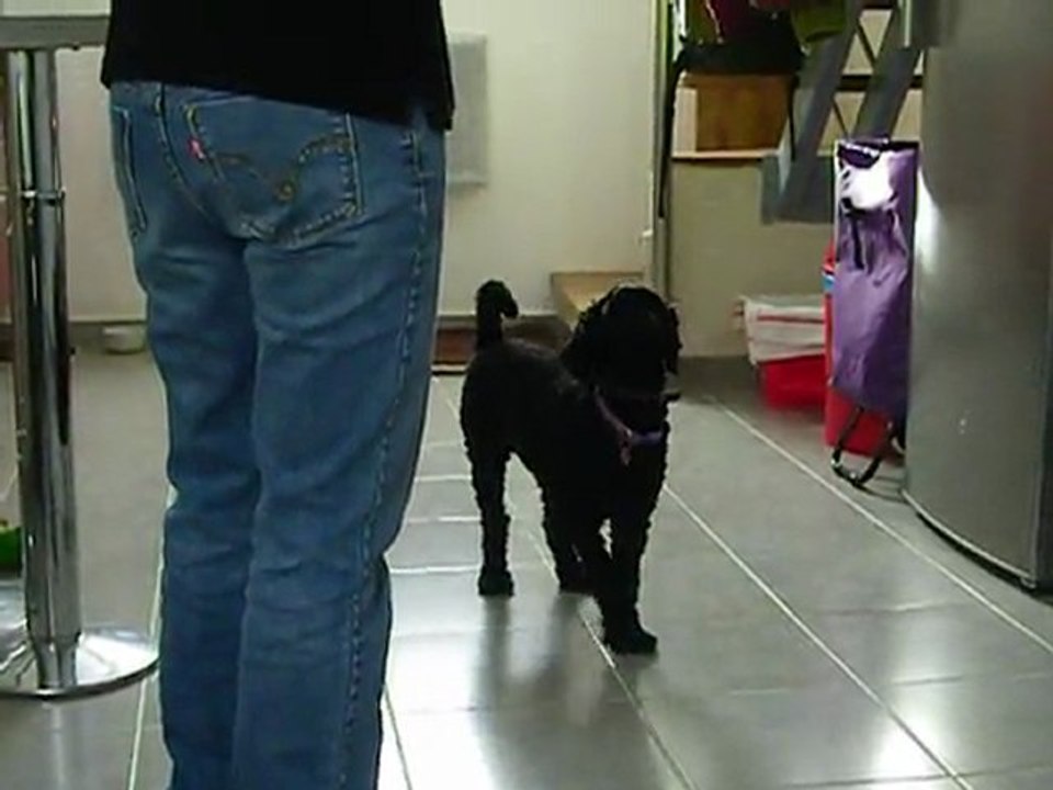 Donne les pattes droite et gauche (assise) - Donne les pattes droite et gauche (debout)