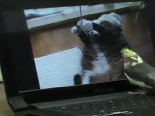 sultan papağanı  (şakir)3