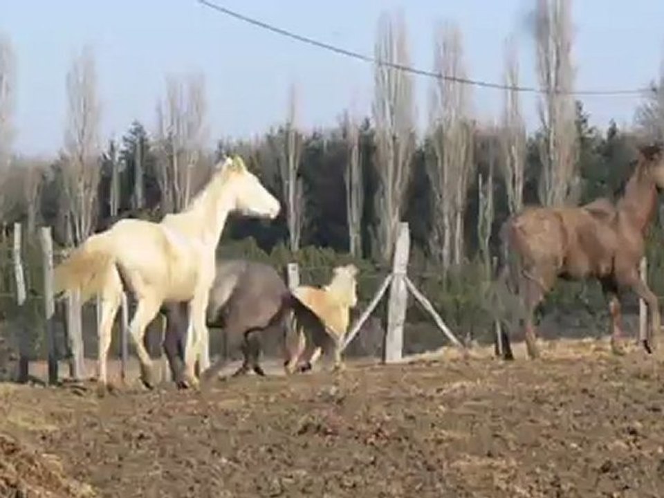 Le troupeau!