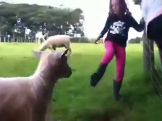Sheep Gets Revenge