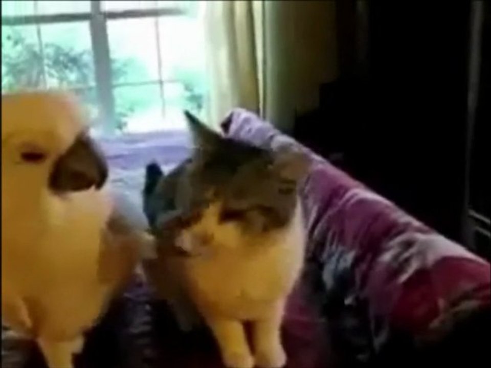 KEDİ + -01-
