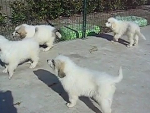 Nos authentiques chiots Montagne des Pyrénées, Patou disponibles à 2 mois.