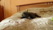 котЭ и яблоки