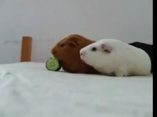 Guinea pigs fighting for a cucumber