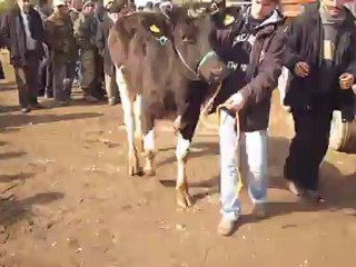 ULUKOY TARIMSAL KALKINMA KOOP HAYVAN DAĞILIMI