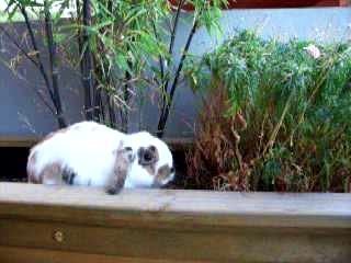 Boby et la nature