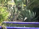 MARRAKECH : Majorelle en scène