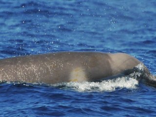 Baleias raras na Austrália