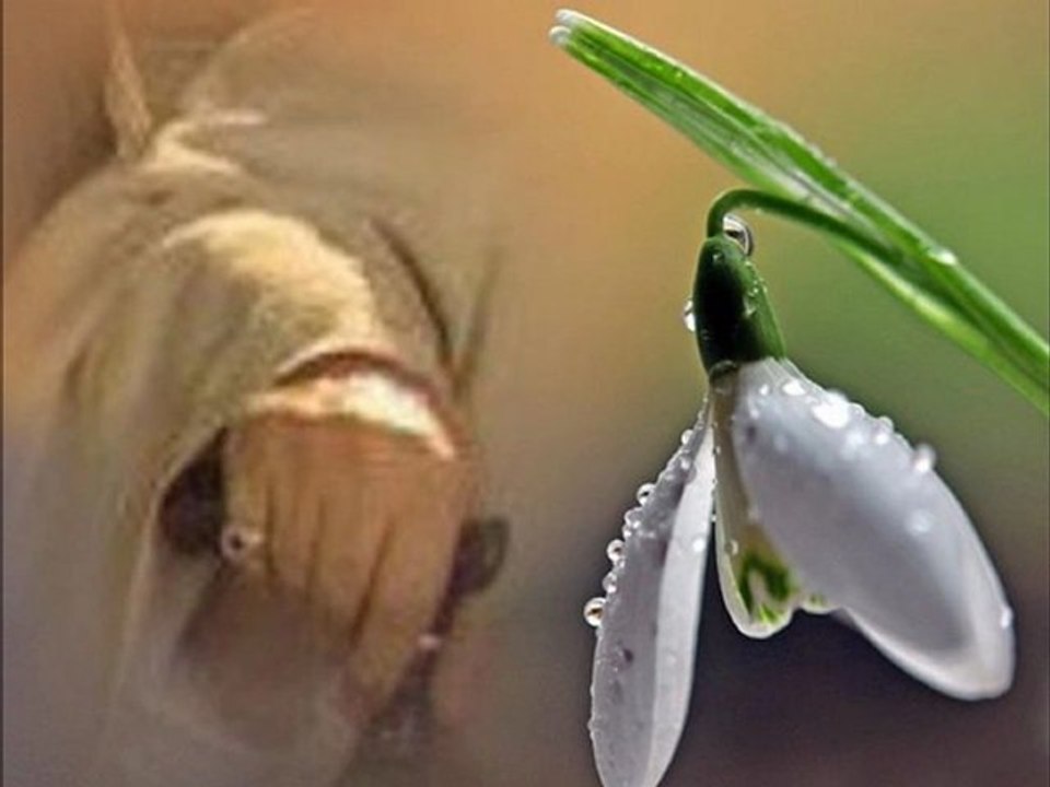 allah allah rabbil alemin