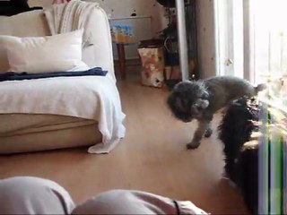 partie de jeu avec Cachou