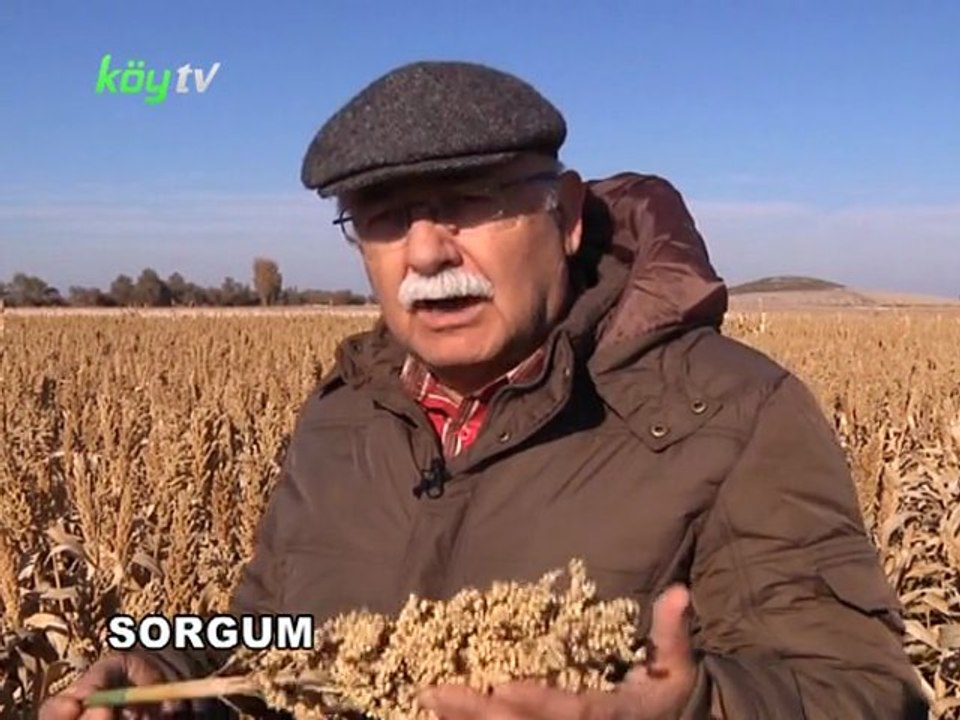 sorgum