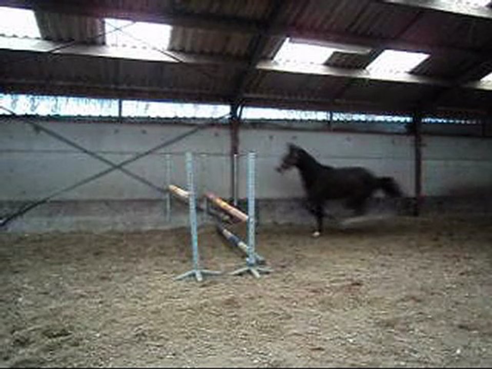 entier KWPN 3ans Unaniem x Goodtimes