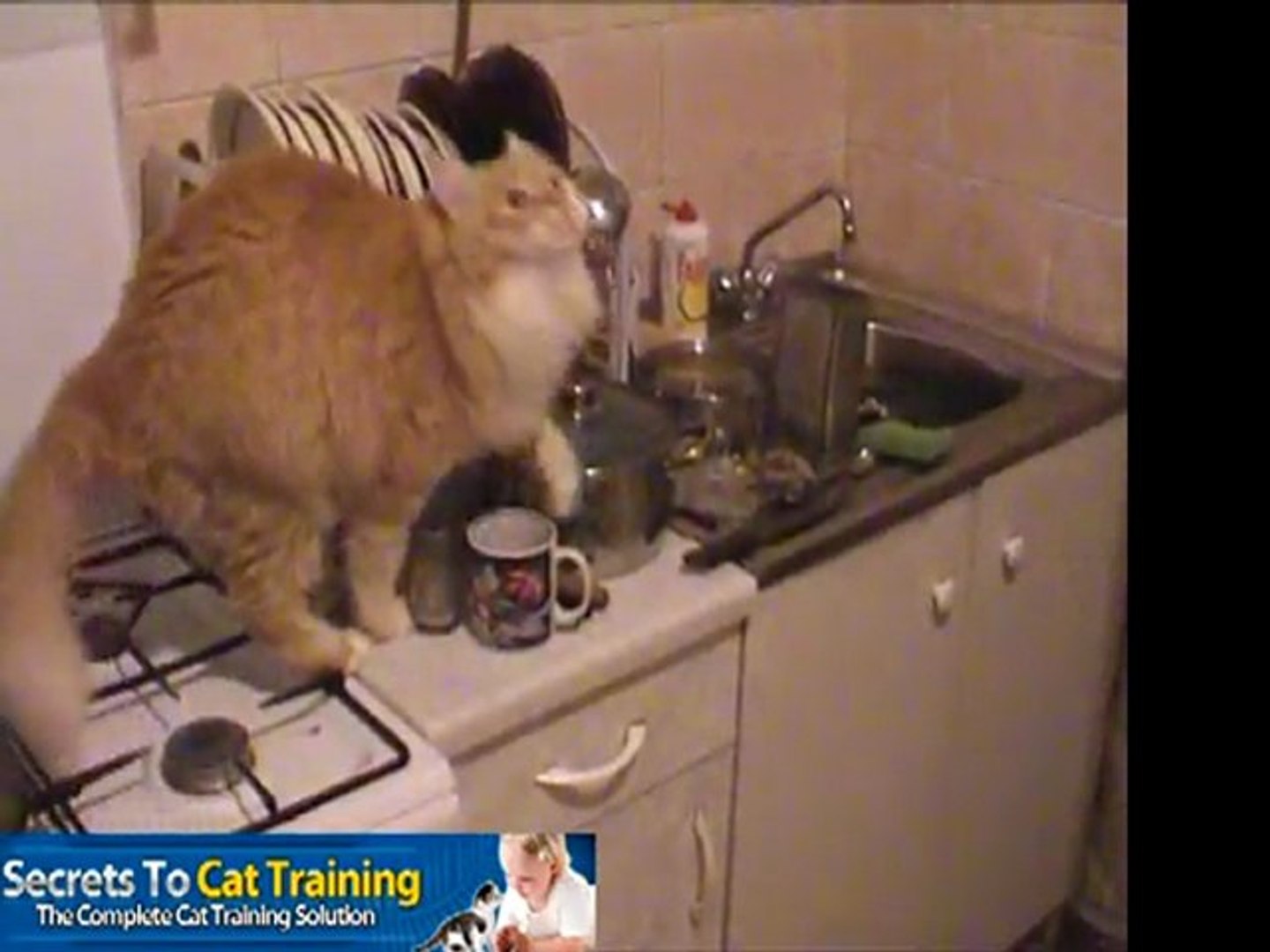 ⁣Cats - Cat training