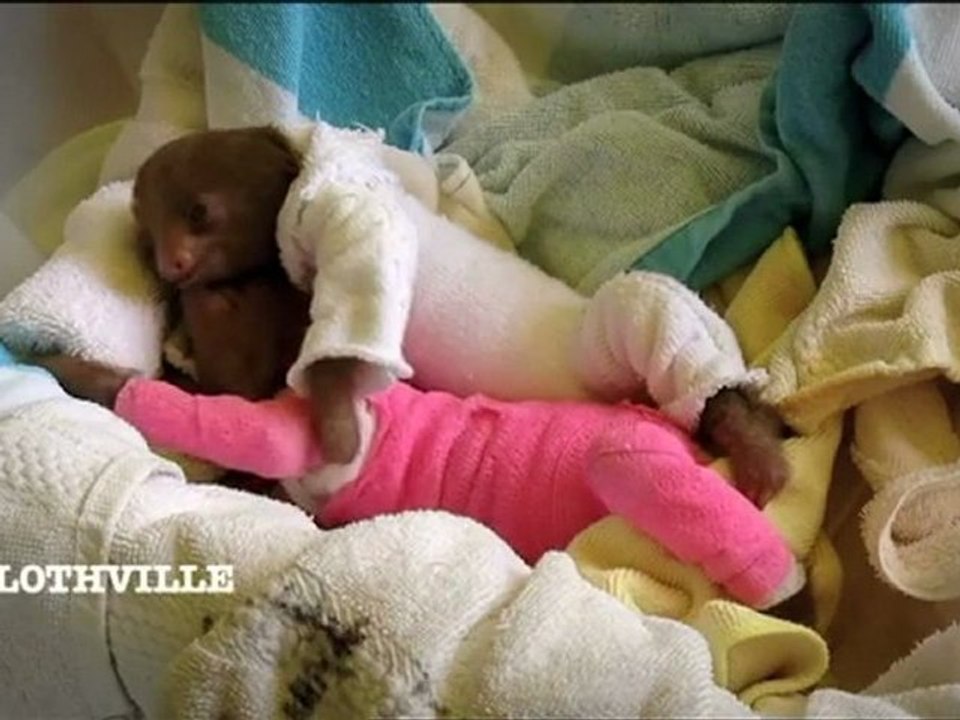 How to cheer up a sad sloth