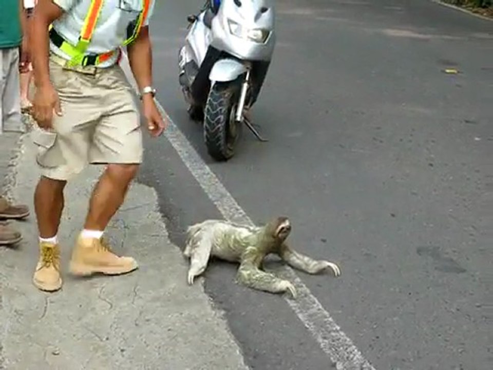 Three-toed sloth crossing the road in Costa Rica