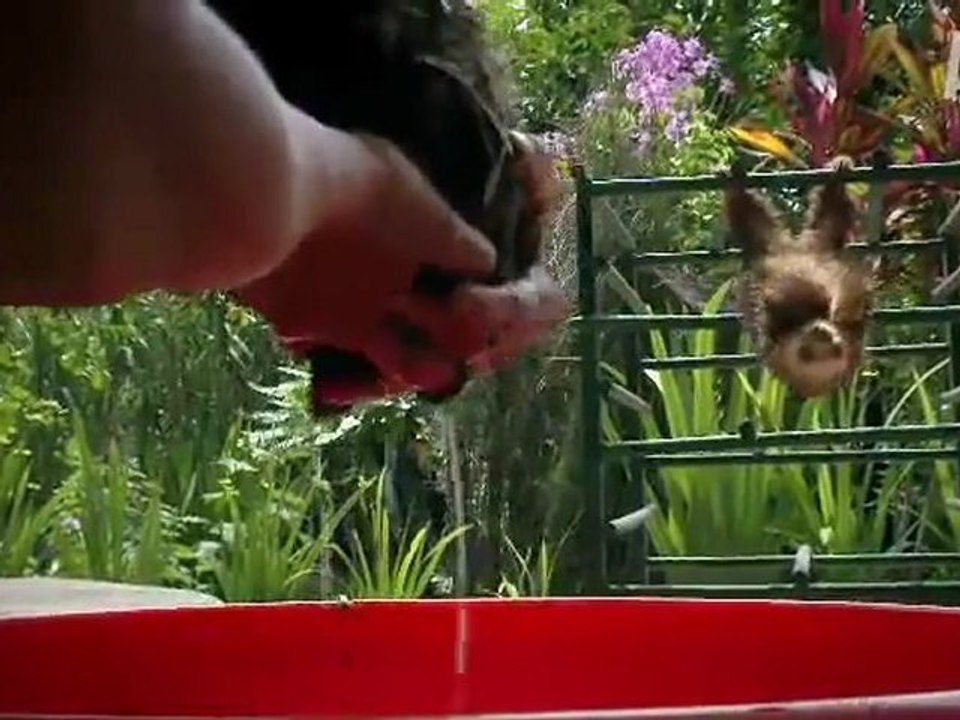 Bath time for baby sloths _ too cute