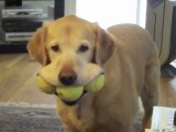 Un chien ramène 3 balles tennis dans sa gueule avec le sourire
