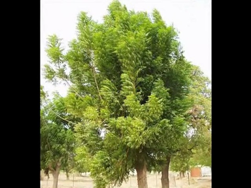 final neem