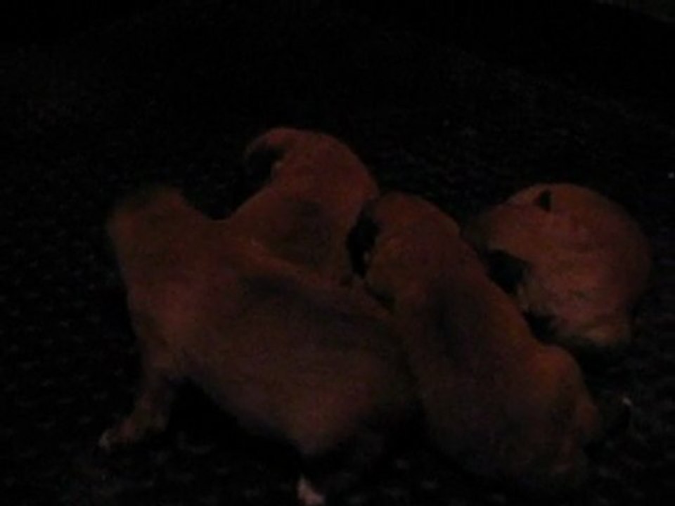 chiots de calypso et de athos à 13 jours