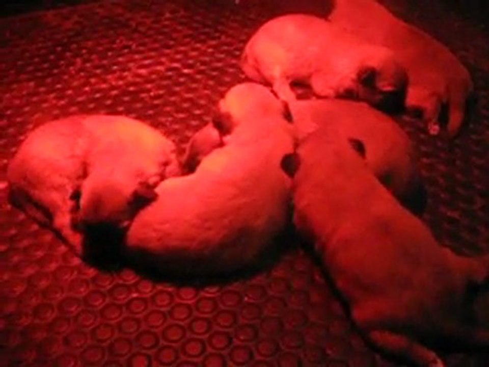 chiots de calypso et de athos à 13 jours