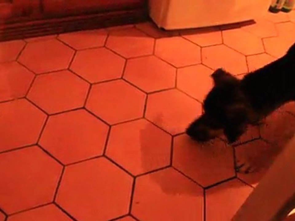 L'attaque de la nouille chinoise....