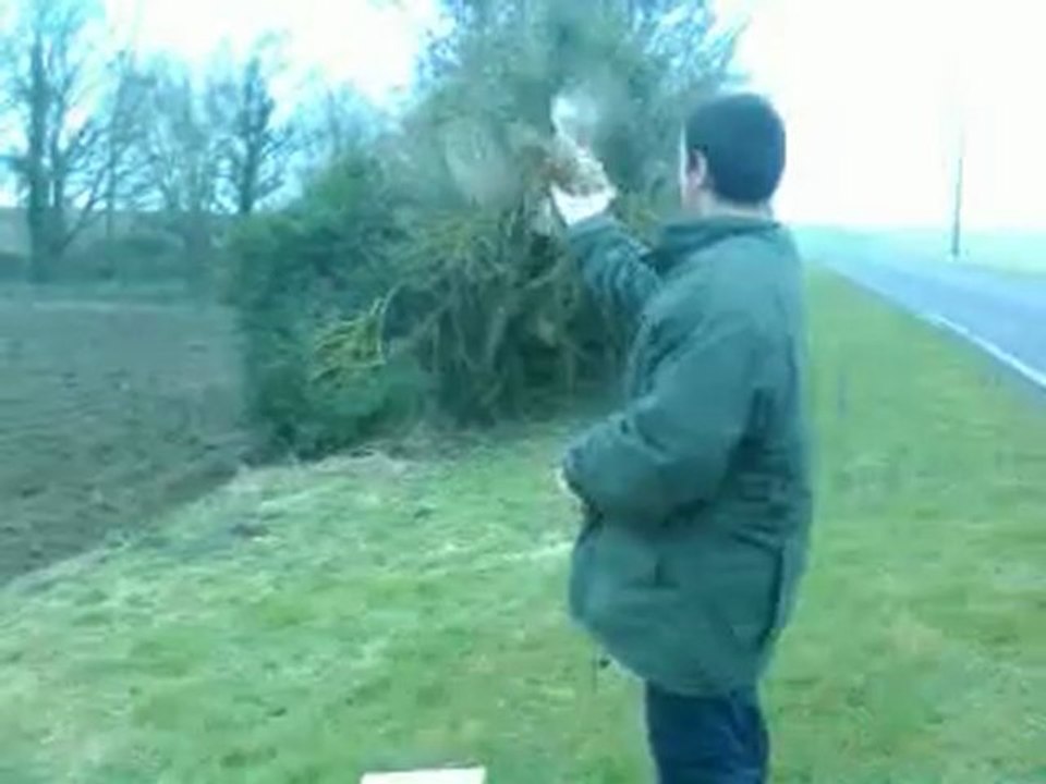 laché de chouette hulotte