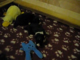 Cuccioli Maya e Obi a 10 giorni!!!=)