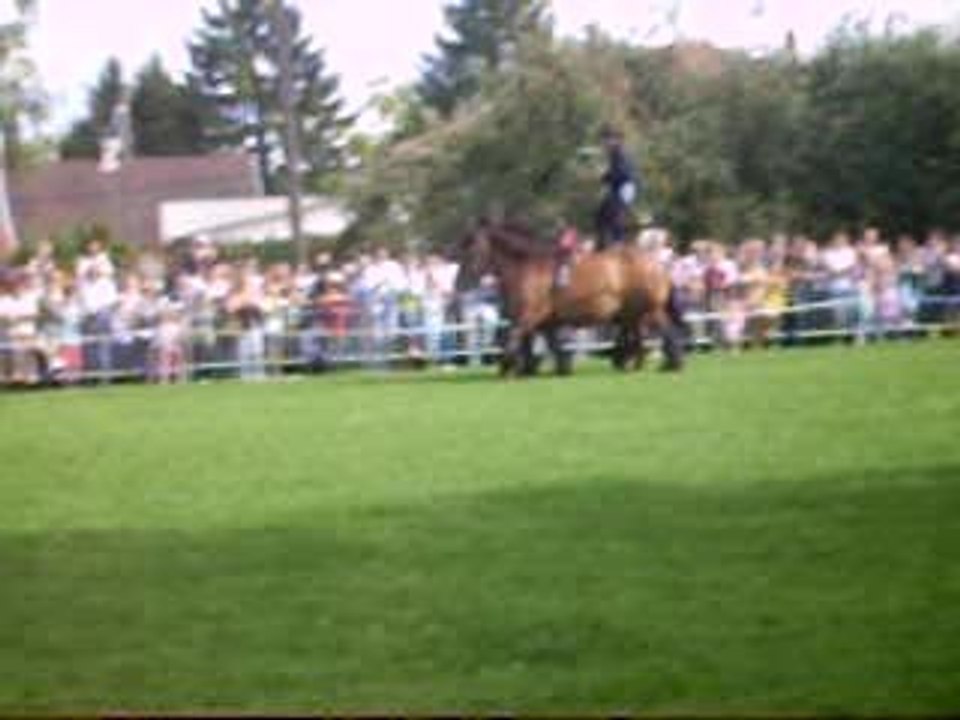 Cheval de trait monté 2