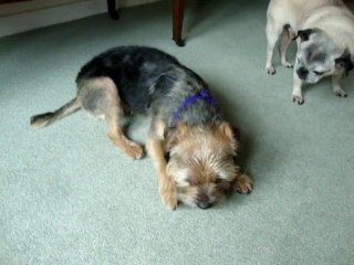 MOV01515 Yummy papaya treats