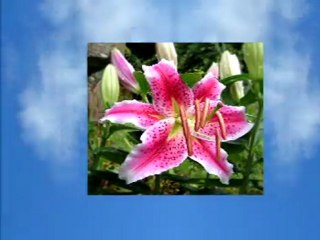 Diarmuid MacDiarmada - Every now and then