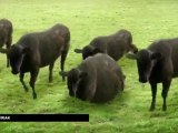 Cows & Cows & Cows, de Cyriak (montage)