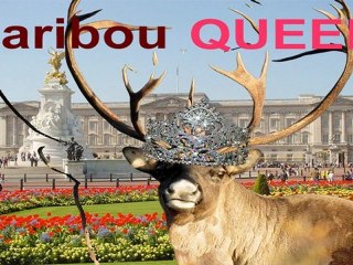 Caribou Queen