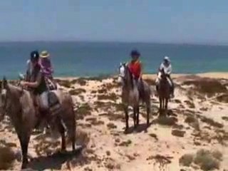 Horse Riding Dolphin