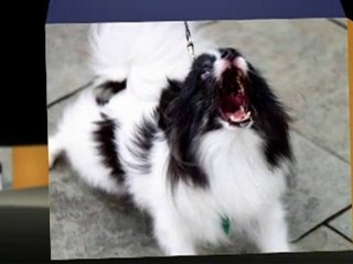 Stop Dog Chewing and Barking