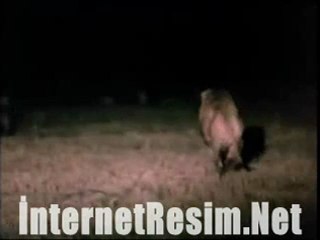 Zebrayı yiyen sırtlanı aslan parçaladı