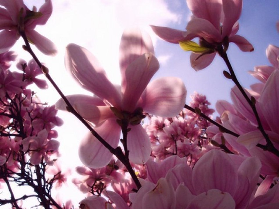 Magnolia - It's all vain