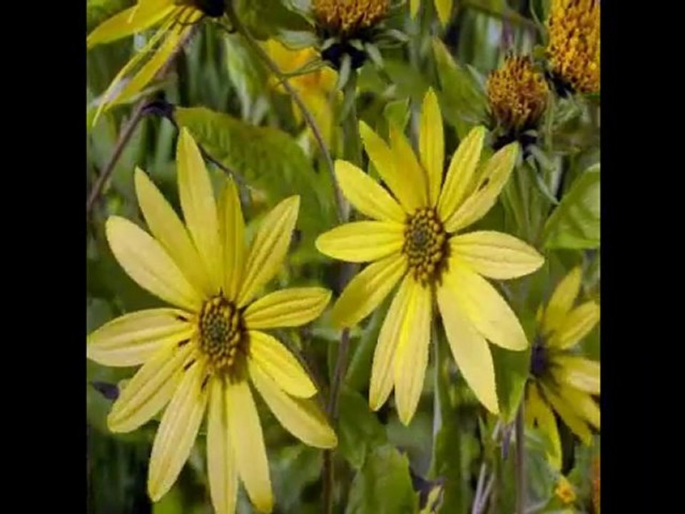 UNUTMADIM -TANER YÜNCÜOĞLU