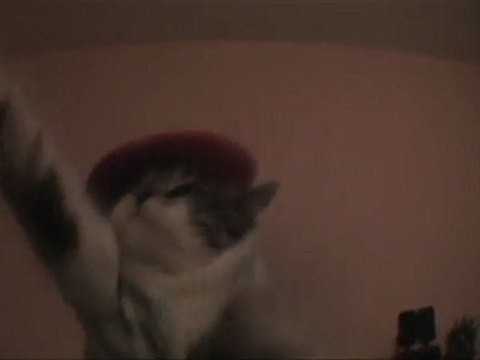 Toto le chat .... il danse et chante pour l'aviron Bayonnais un chat qui chante
