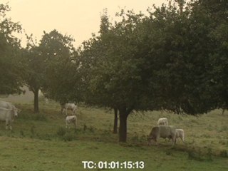 Bovines, d'Emmanuel Gras (extrait 1)