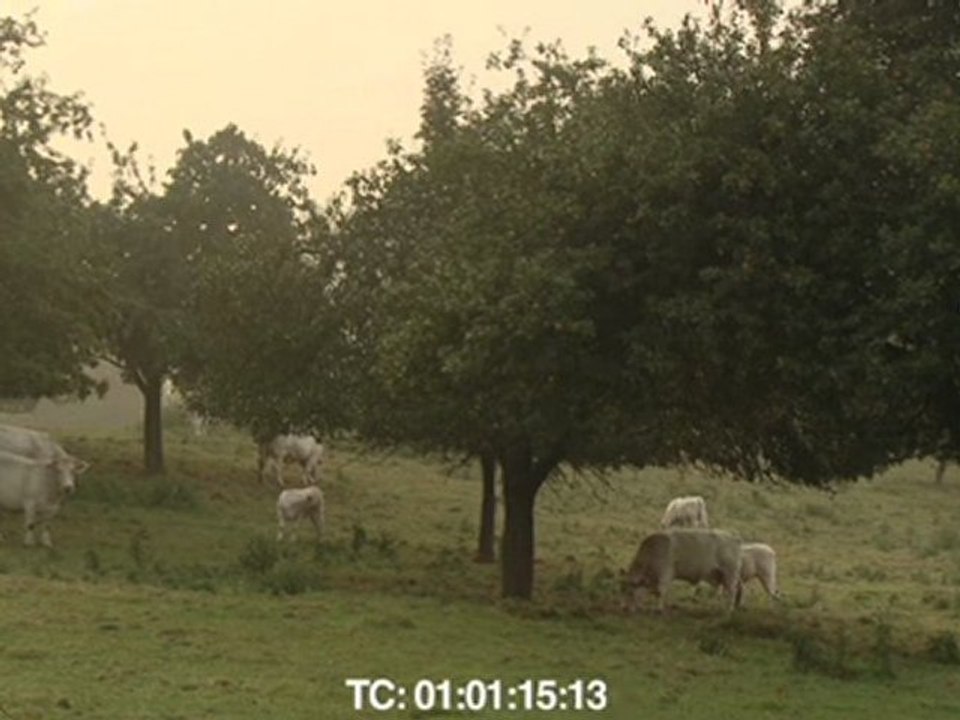 Bovines, d'Emmanuel Gras (extrait 1)